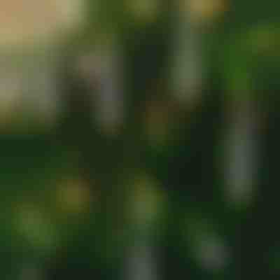 Κεριά χωρίς φλόγα που τρεμοπαίζουν (6 τεμ.) | CANDLEA